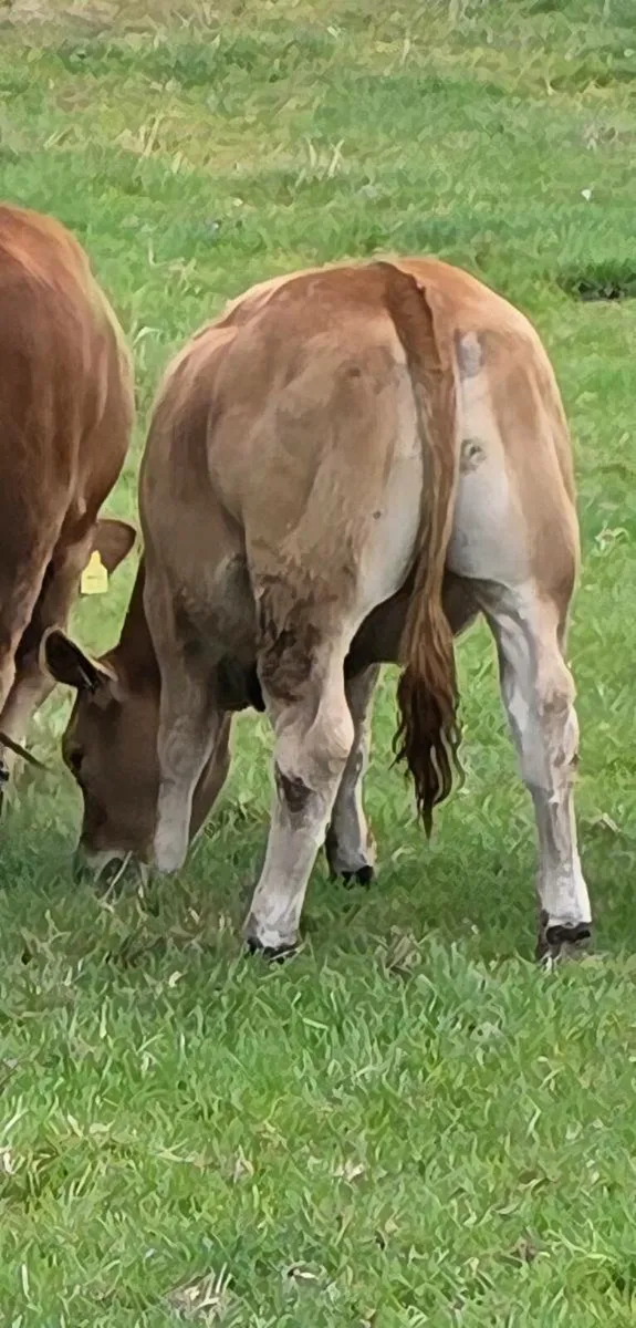 SCEP 2025 eligible 5 star replacement heifers - Image 4
