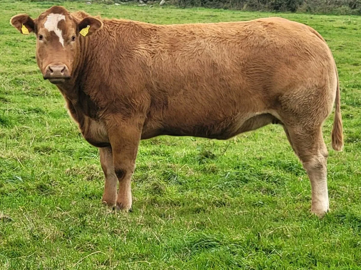INCALF HEIFERS - Image 3