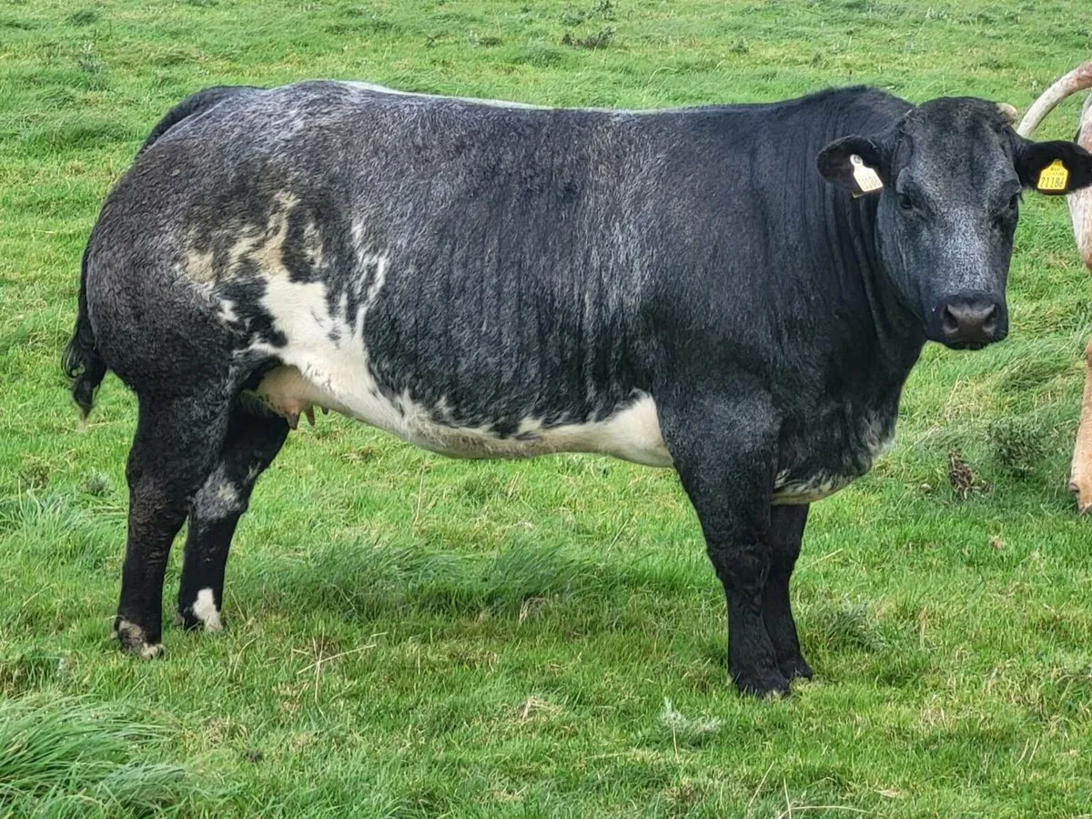 INCALF HEIFERS - Image 4