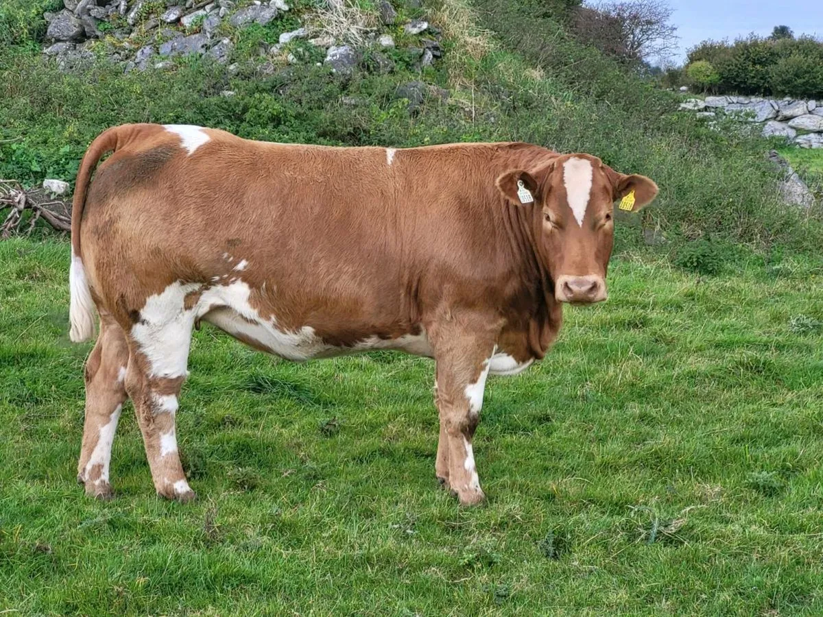 INCALF HEIFERS - Image 2