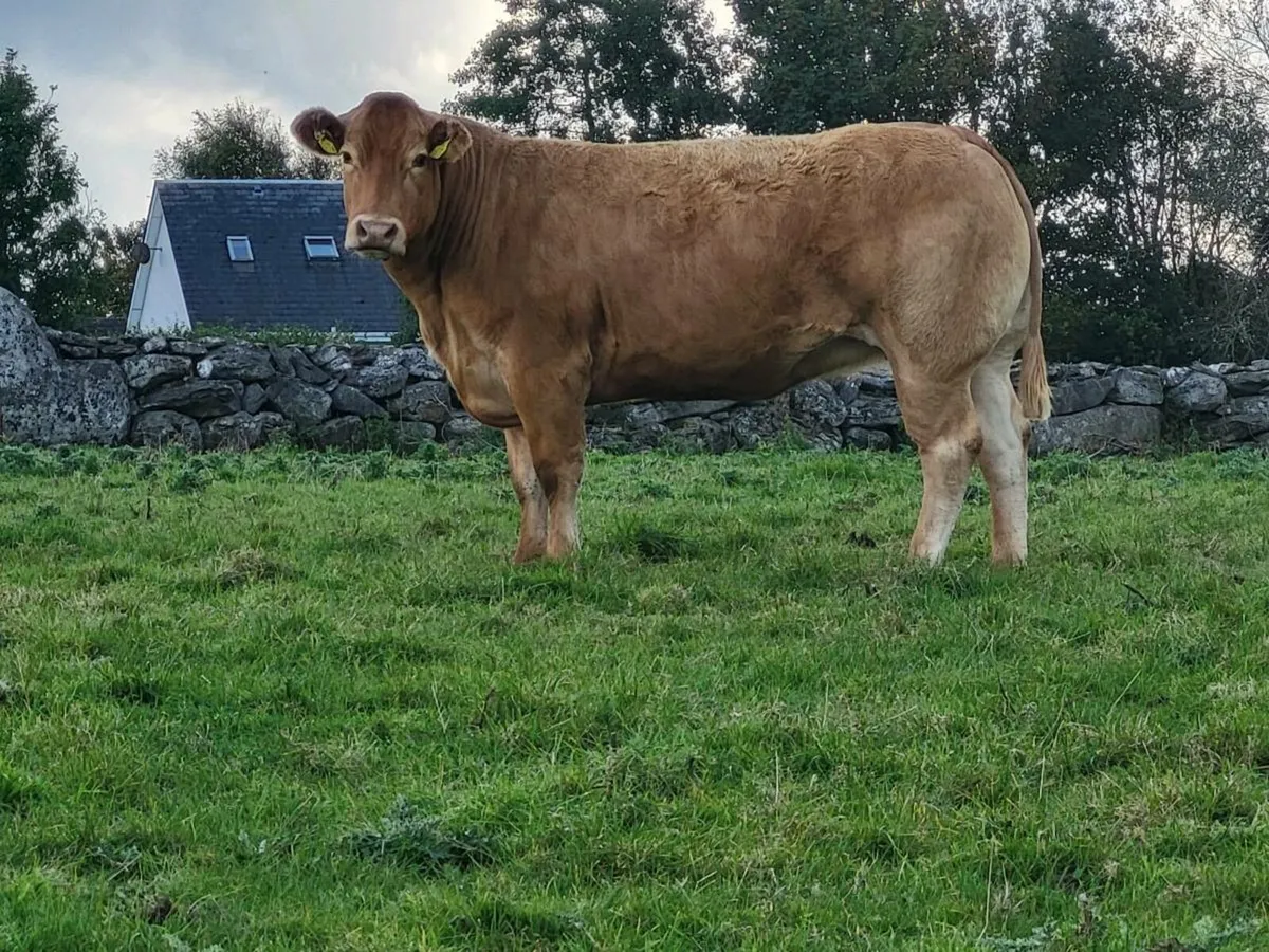 INCALF HEIFERS - Image 2