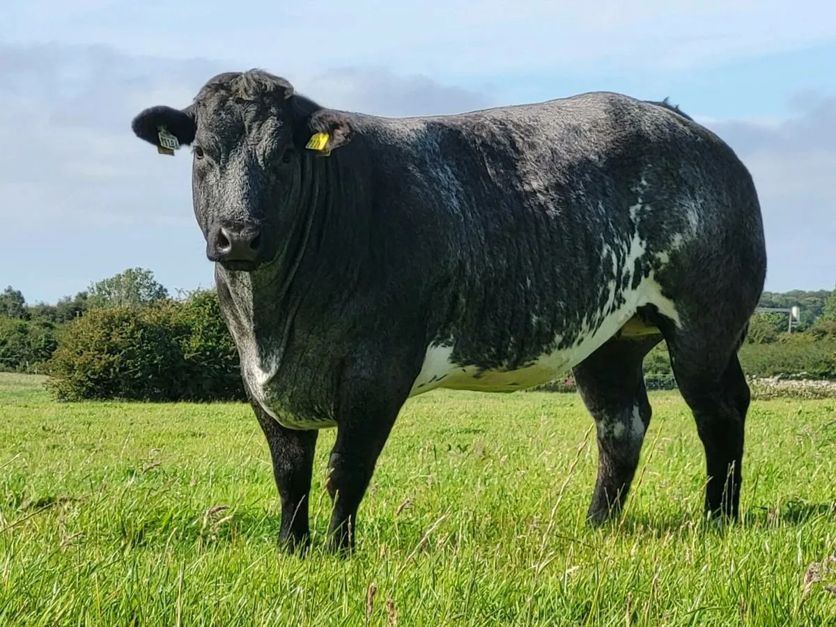 INCALF HEIFERS - Image 4