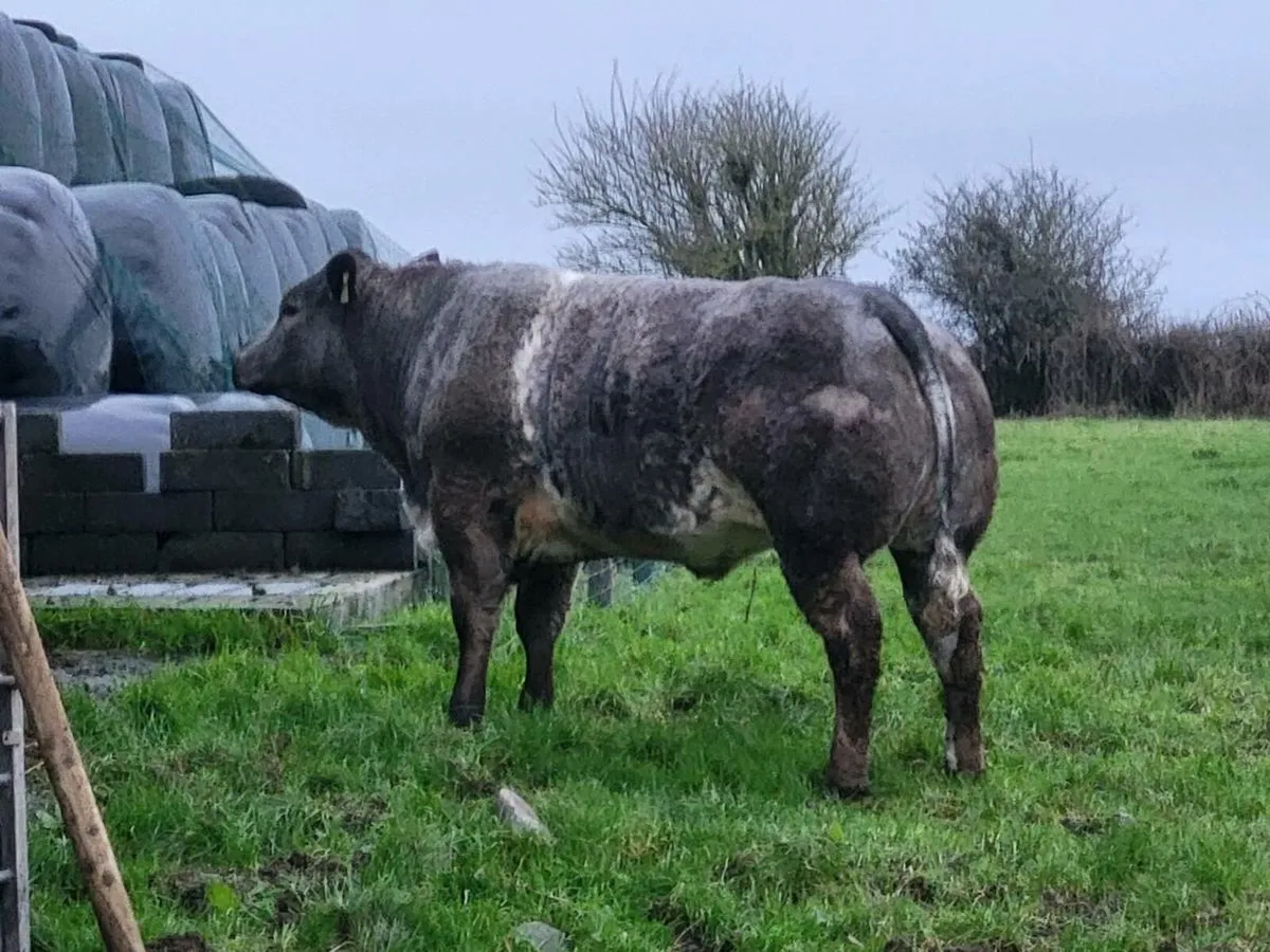 INCALF HEIFERS - Image 1
