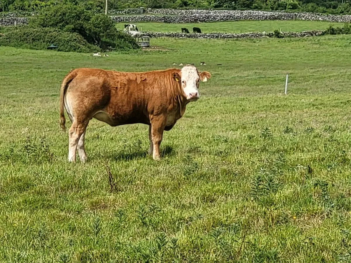 INCALF HEIFERS - Image 3
