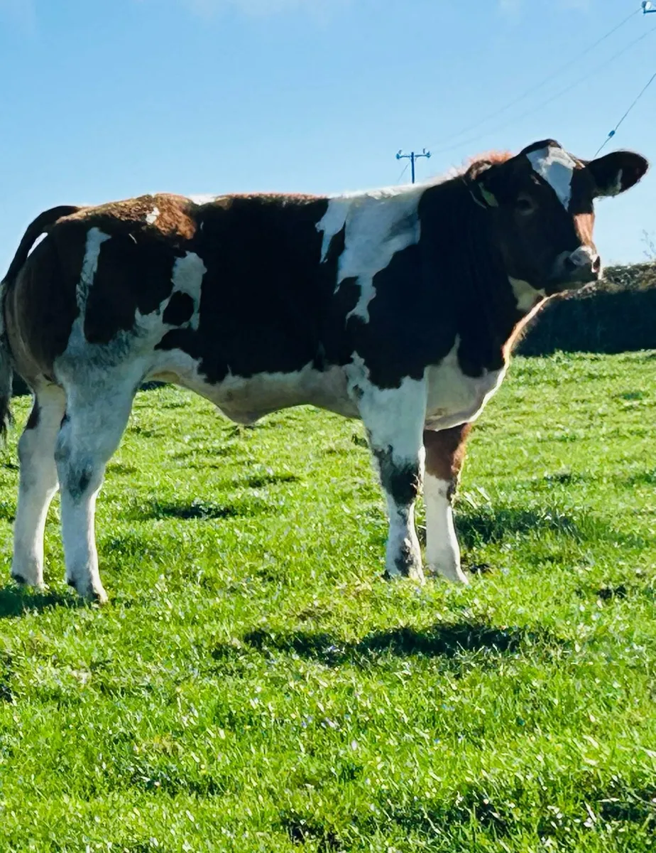 💥Exceptional BB Heifer Weanlings💥Ballina 27thOct - Image 1
