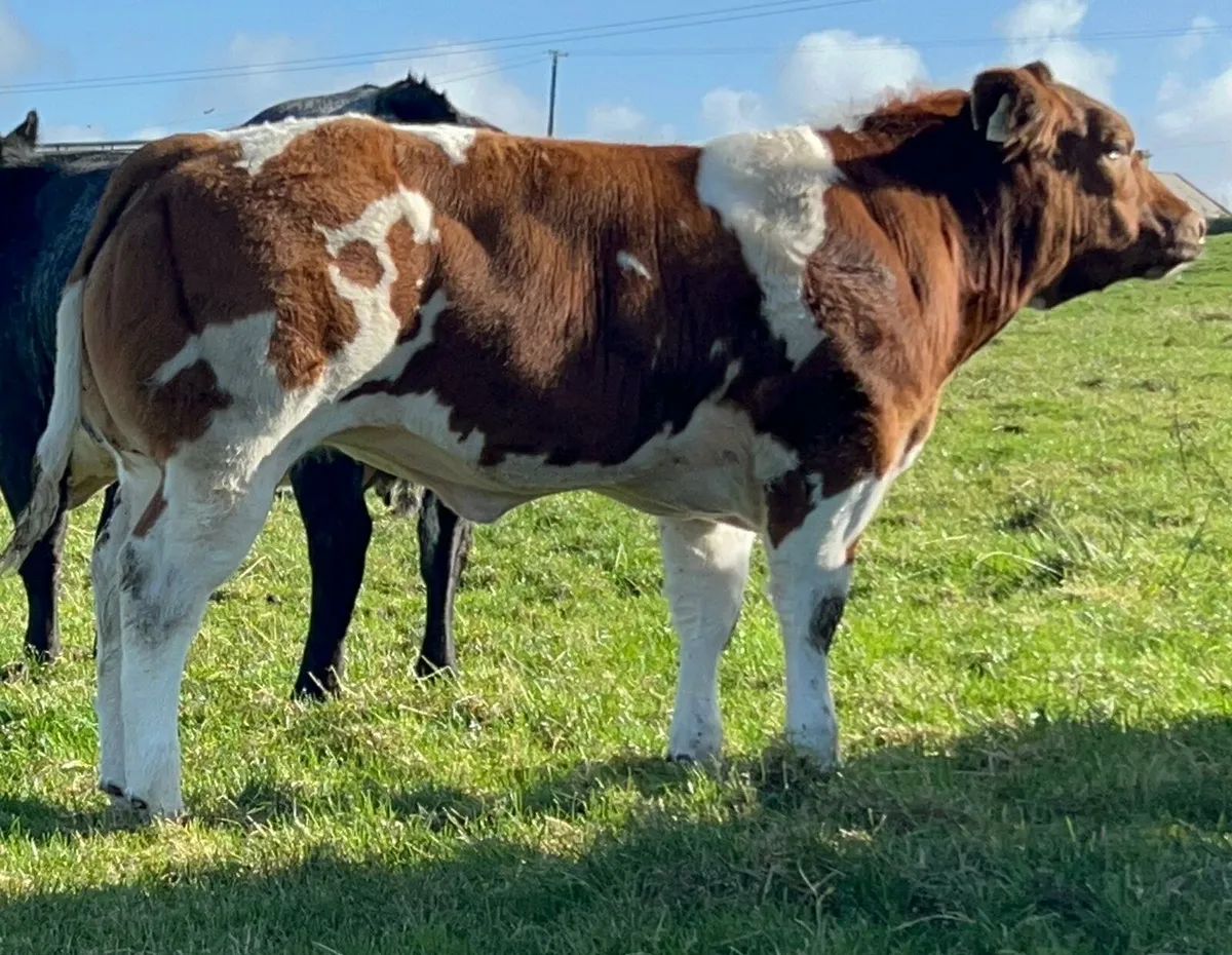 💥Exceptional BB Heifer Weanlings💥Ballina 27thOct - Image 2