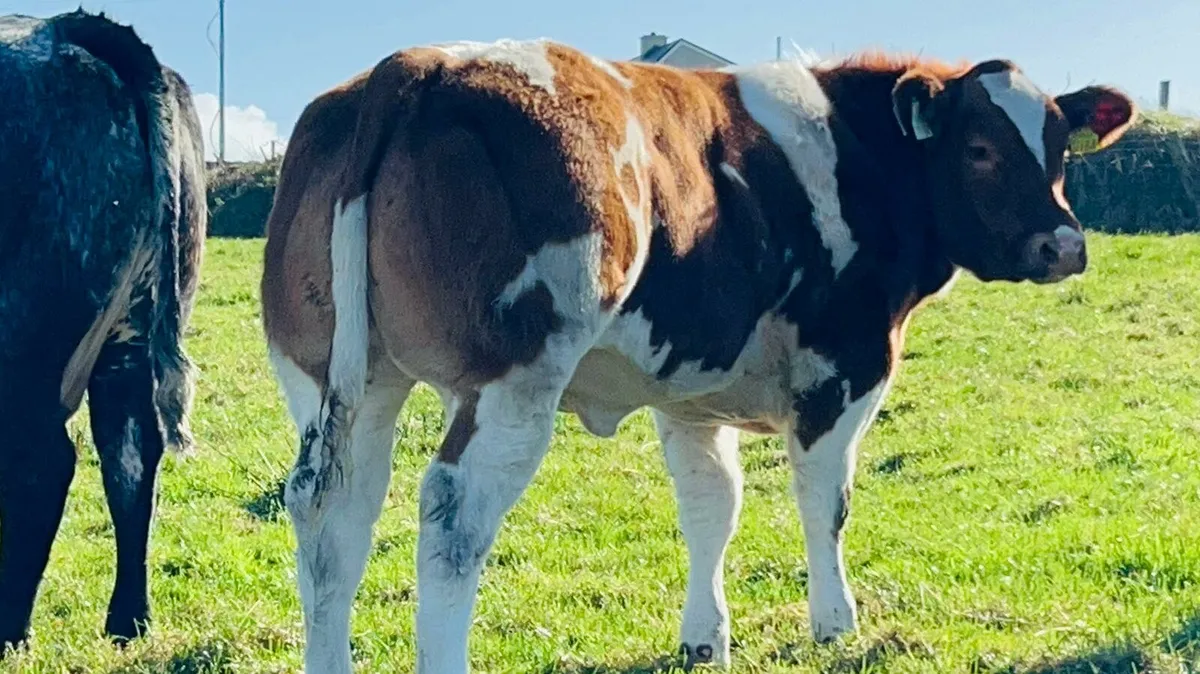 💥Exceptional BB Heifer Weanlings💥Ballina 27thOct - Image 3