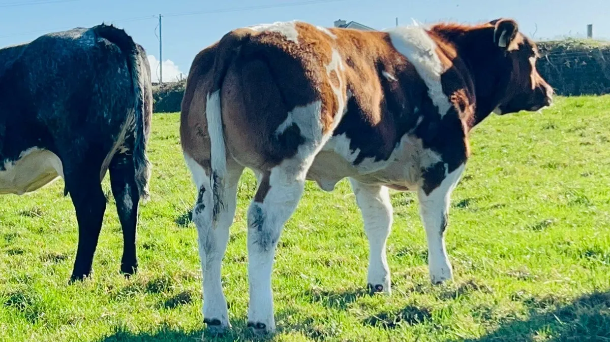 💥Exceptional BB Heifer Weanlings💥Ballina 27thOct - Image 4