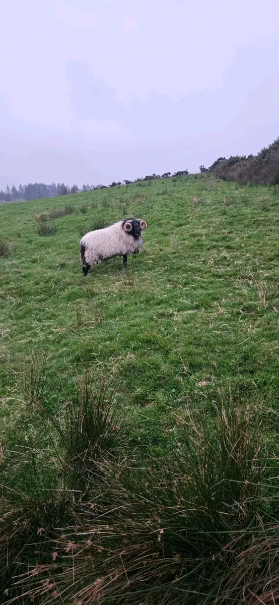 SIS Hogget Ram - Image 1