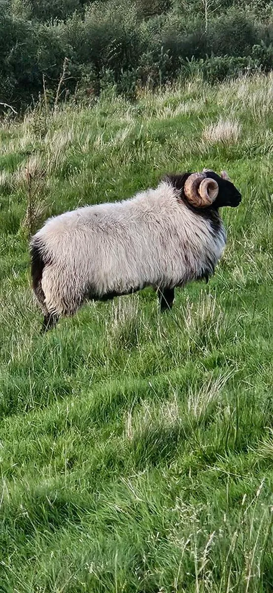 SIS Hogget Ram - Image 2