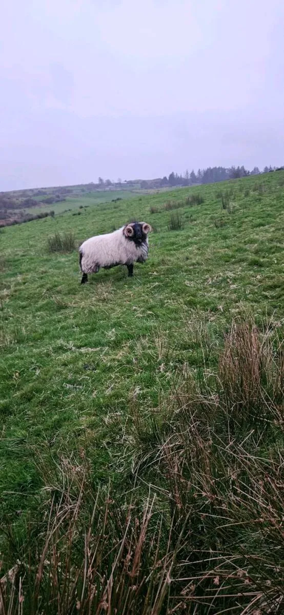 SIS Hogget Ram - Image 3