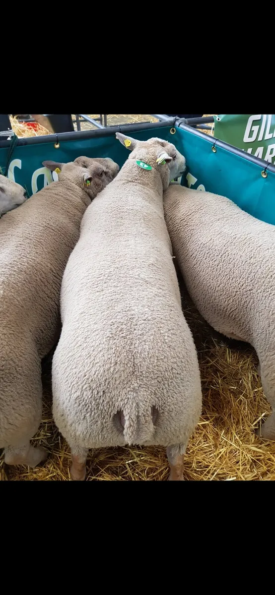 Pedigree Charolais Rams - Image 2