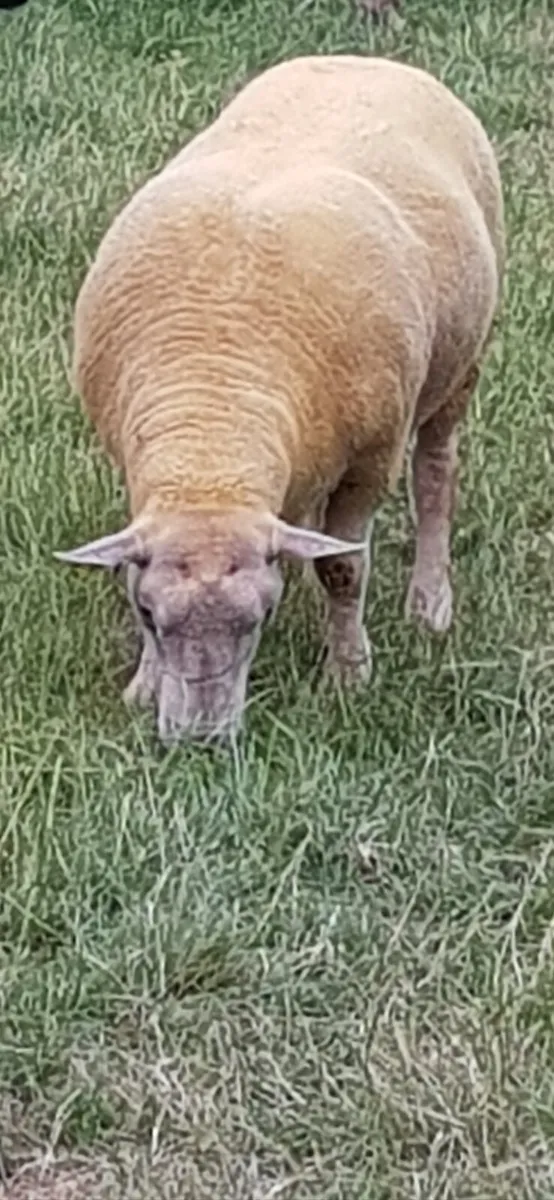 Pedigree Charolais Rams - Image 1