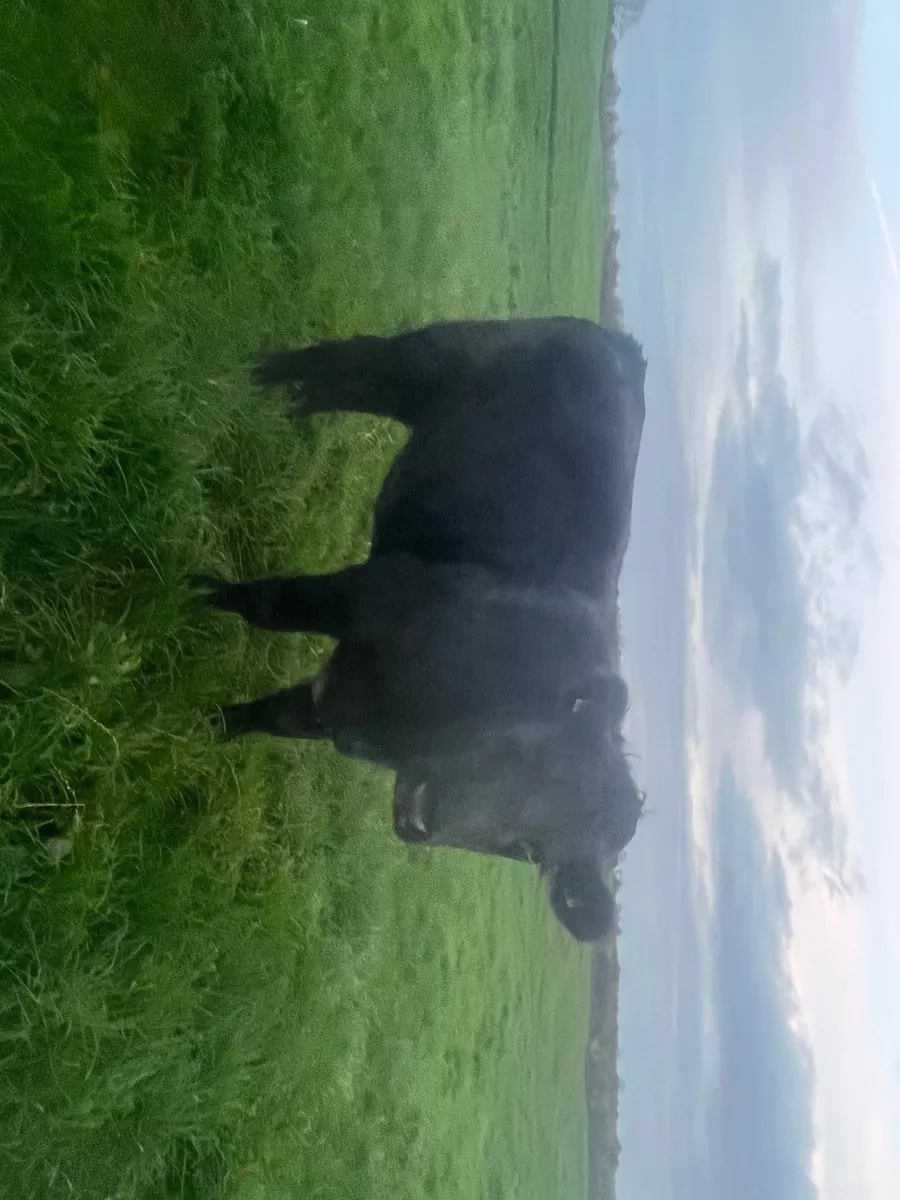Beef Cattle - Image 2