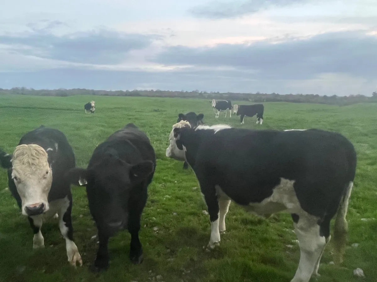 Beef Cattle - Image 3