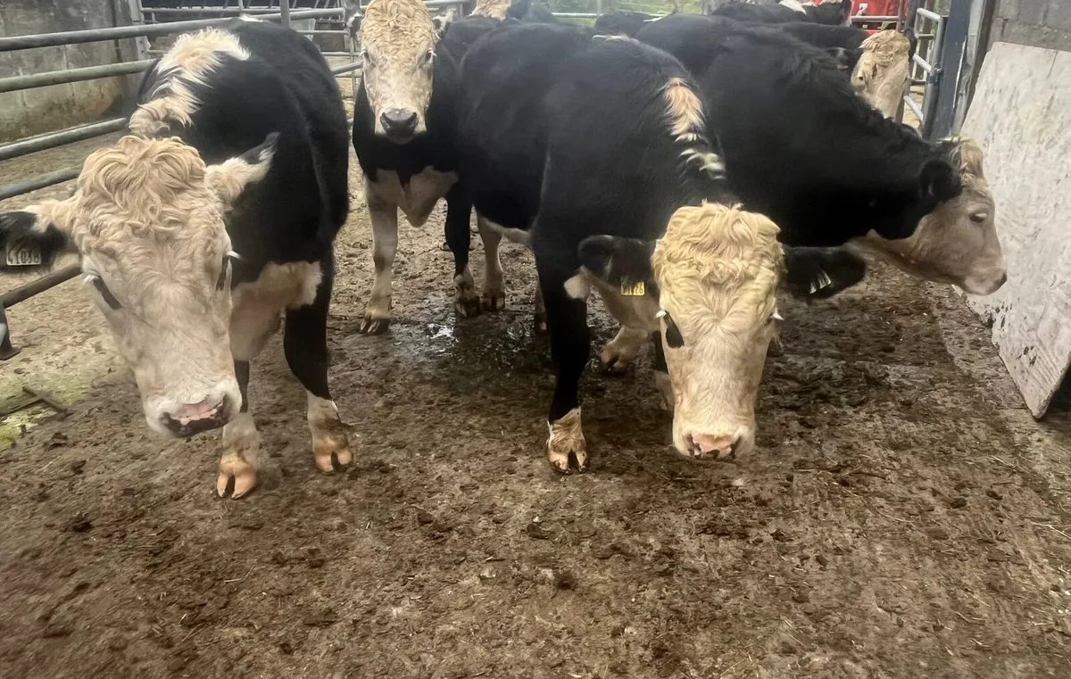 Beef Cattle - Image 4