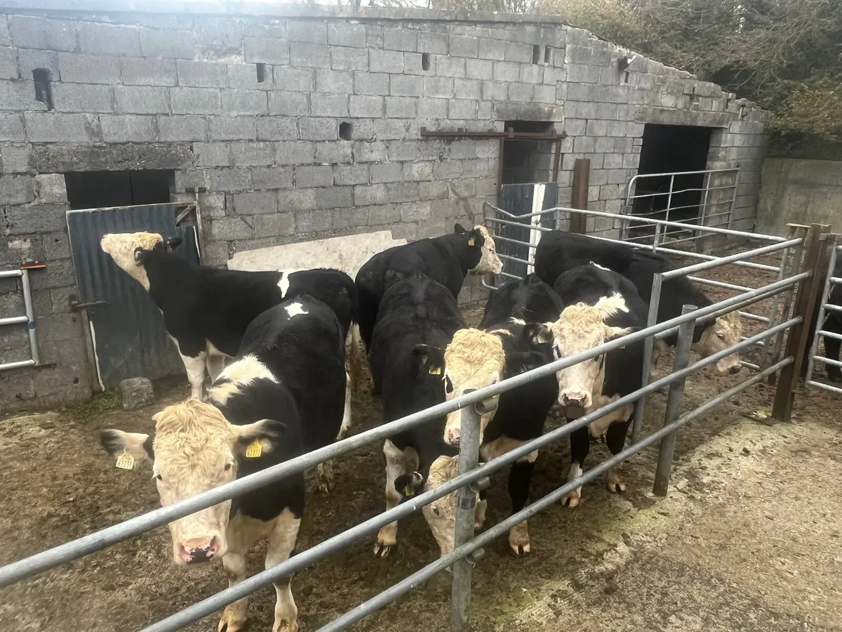 Beef Cattle - Image 1