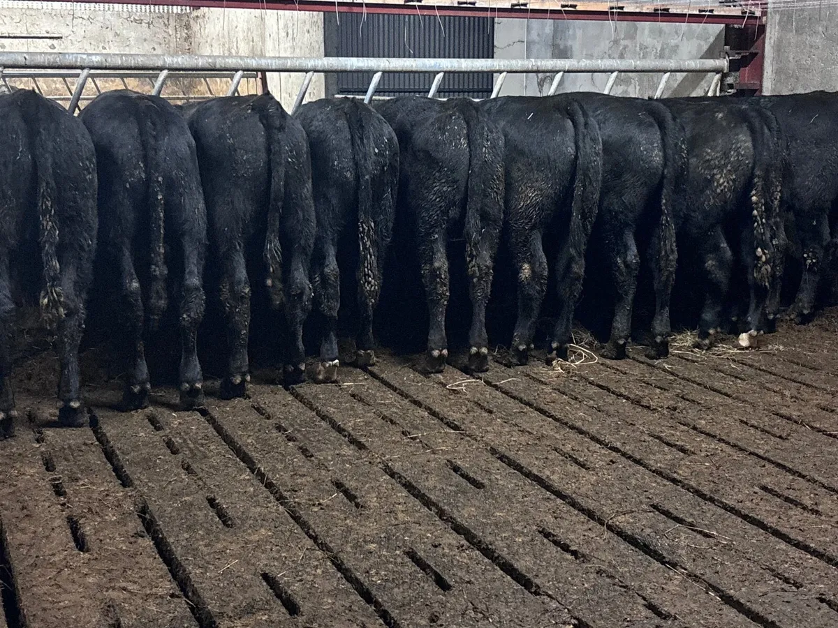 10 SMASHING ANGUS & LIMISION bull Weanlings for sa - Image 2