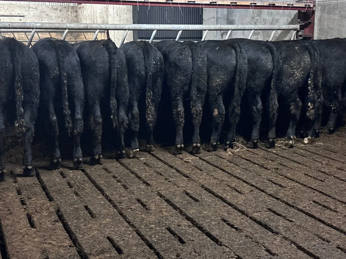 10 SMASHING ANGUS & LIMISION bull Weanlings for sa - Image 1