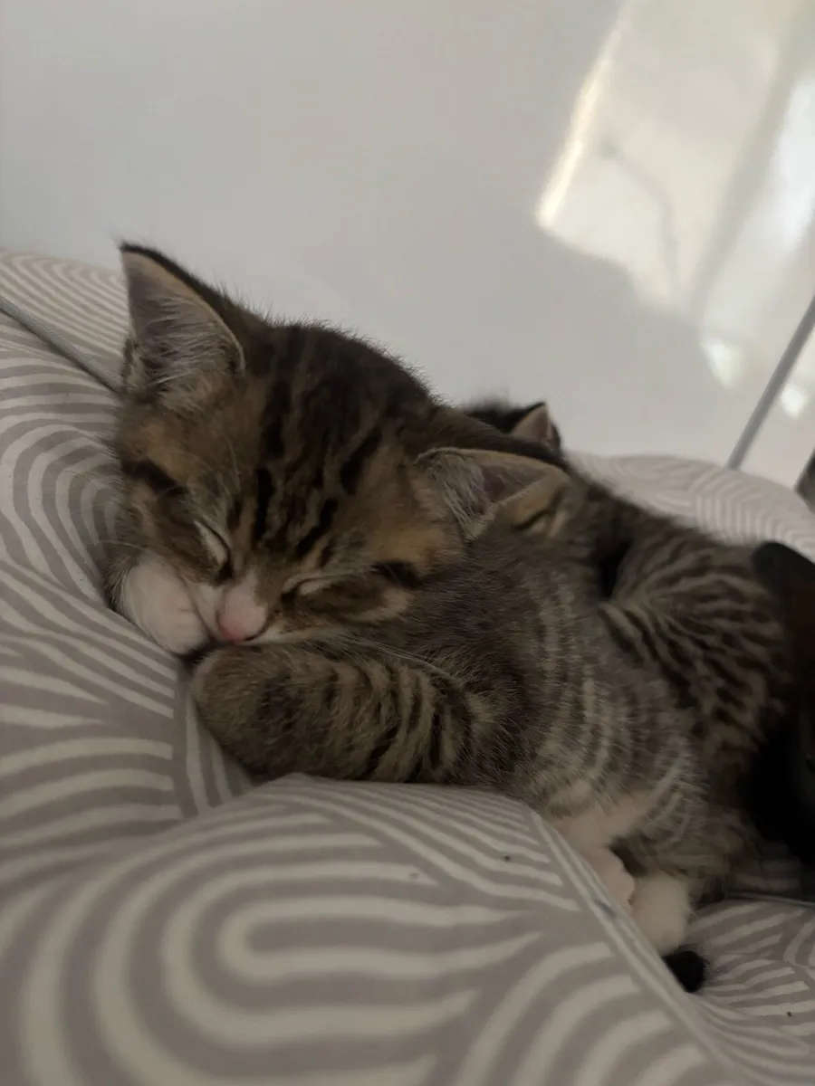 Cat 2,5 Month old - Image 1