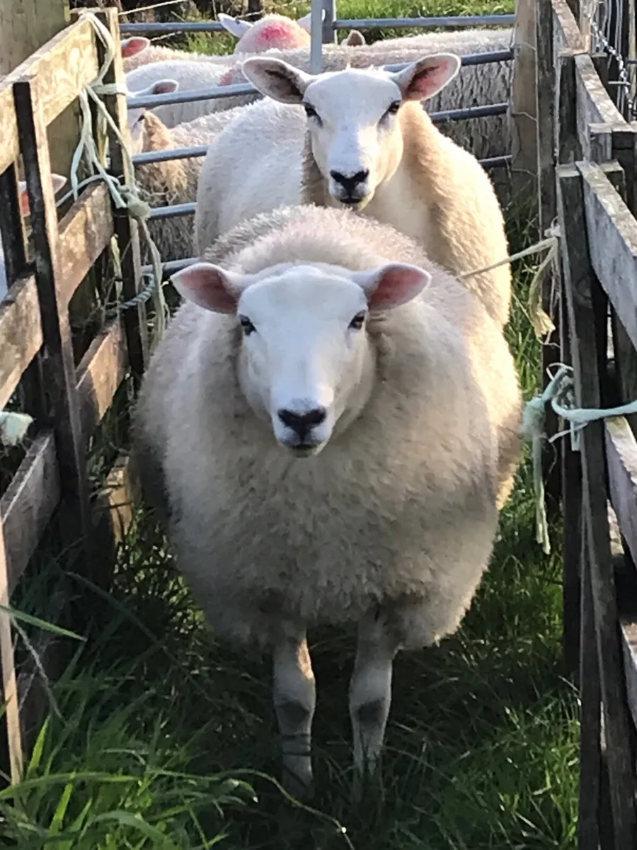 Texel X Ewe lambs - Image 1