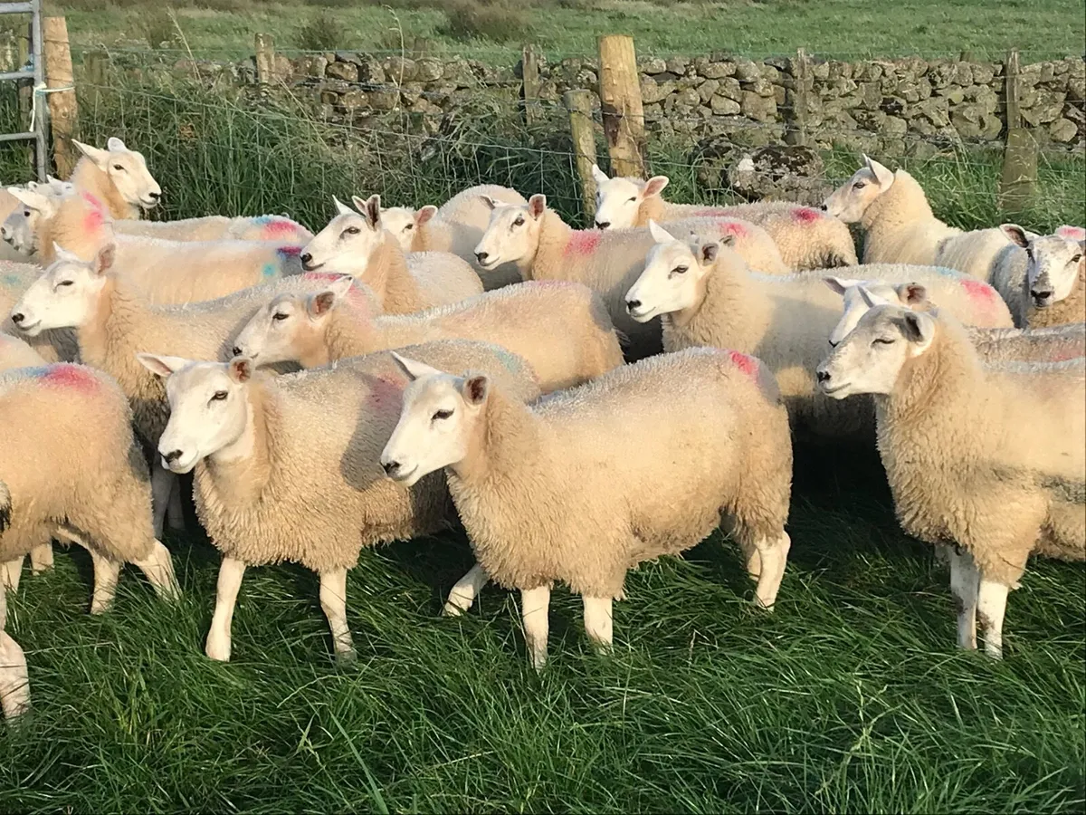 Texel X Ewe lambs - Image 3