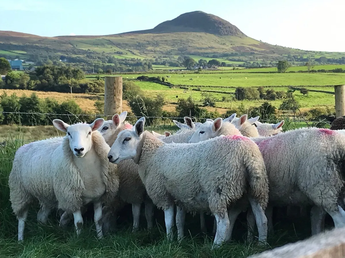 Texel X Ewe lambs - Image 4