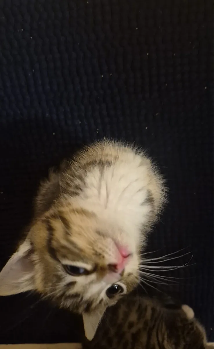 Cat 2,5 Month old - Image 2