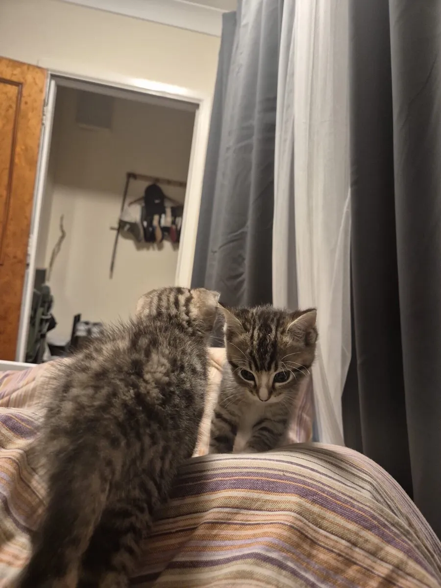 Cat 2,5 Month old - Image 3