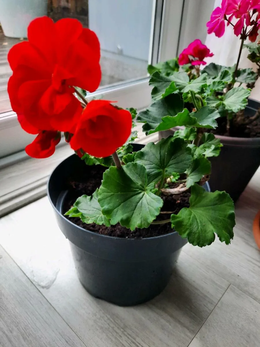 Indoor Plants - Image 1