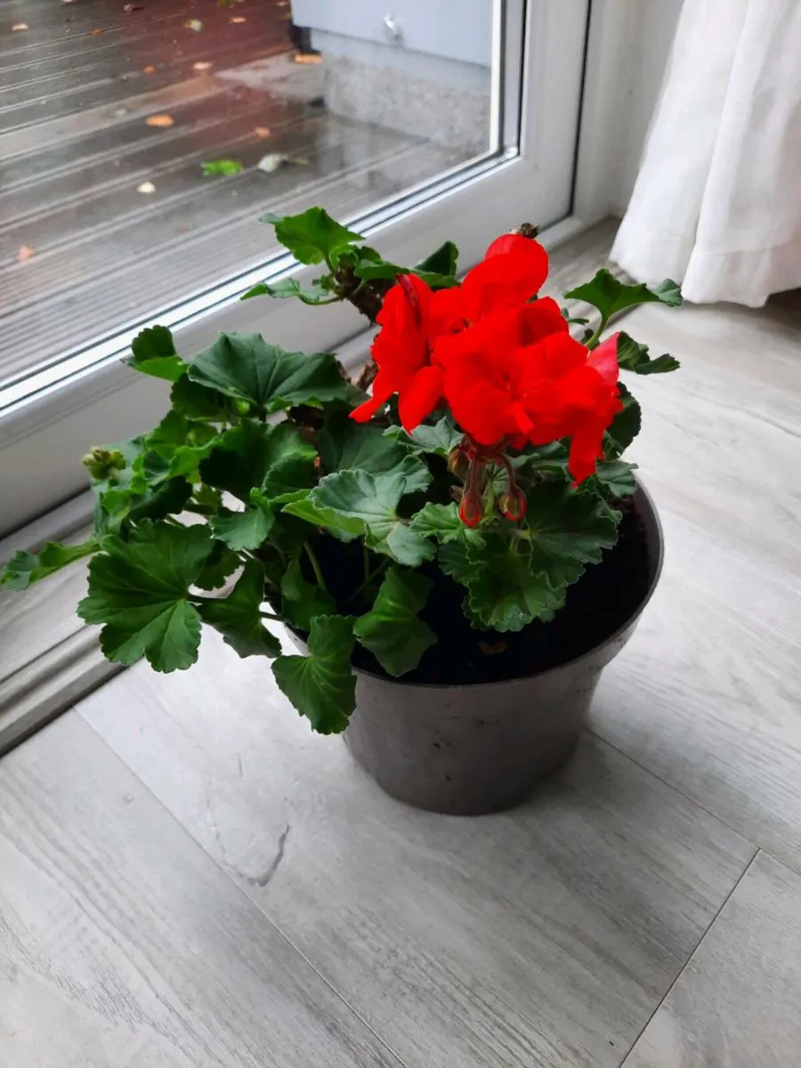 Indoor Plants - Image 3