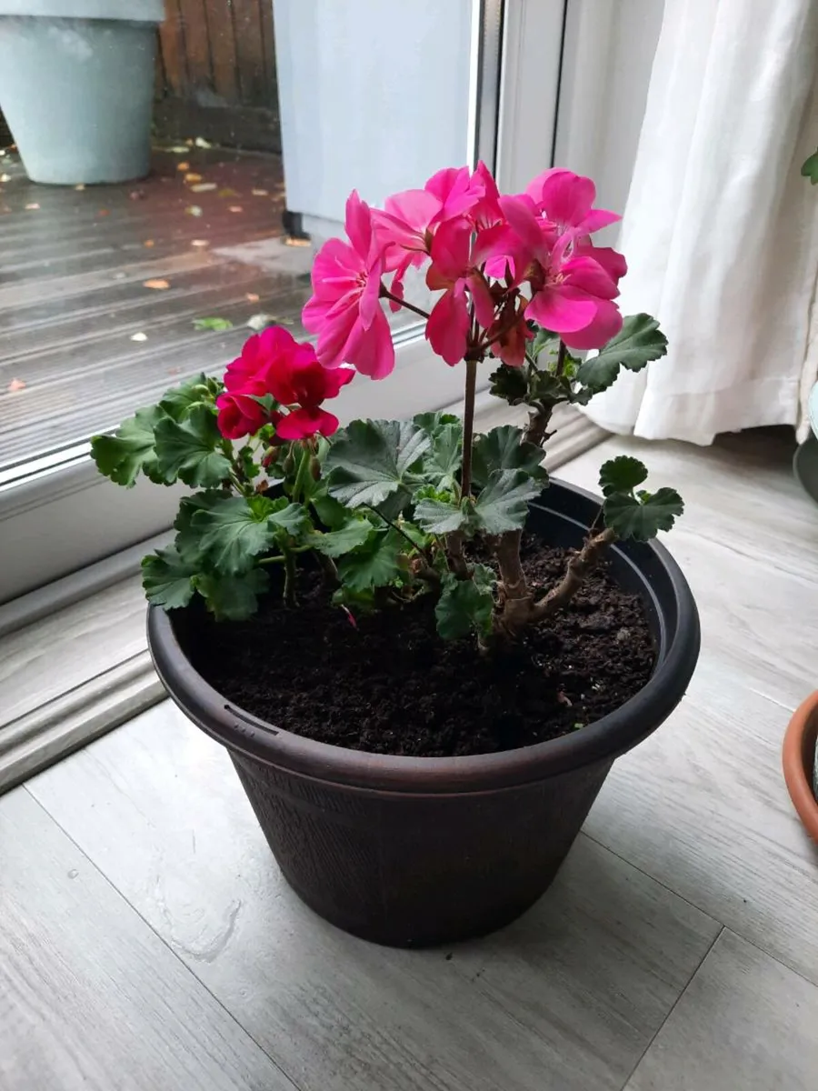 Indoor Plants - Image 4