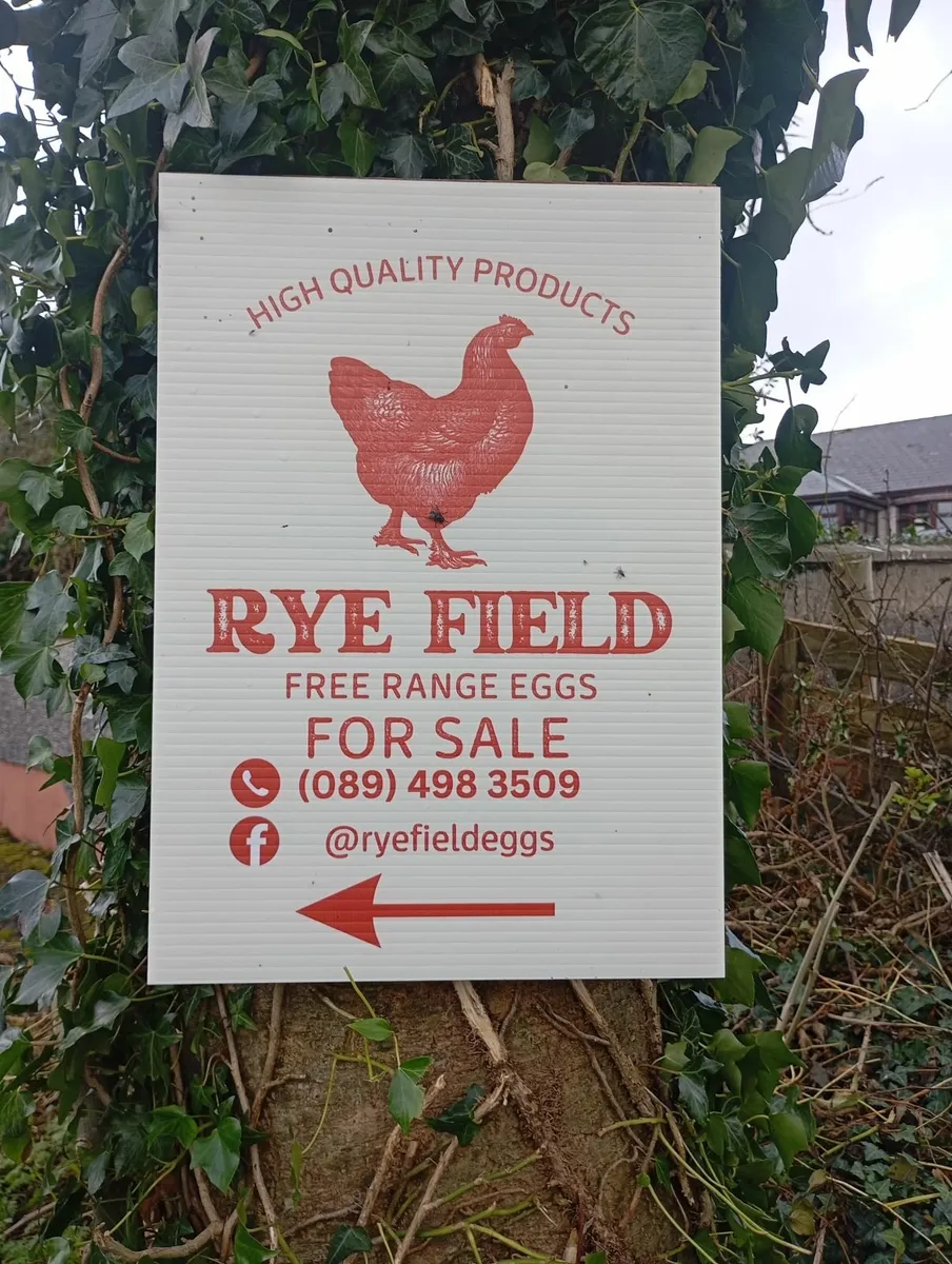 Fresh free range eggs - Image 4