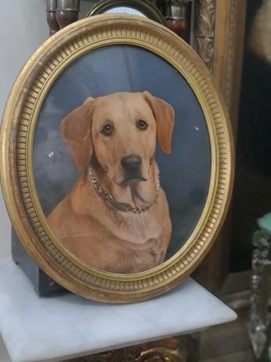 Portrait Labrador picture - Image 1