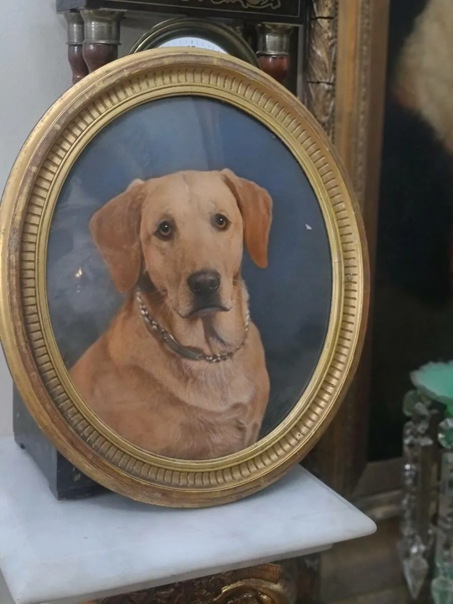 Portrait Labrador picture - Image 2