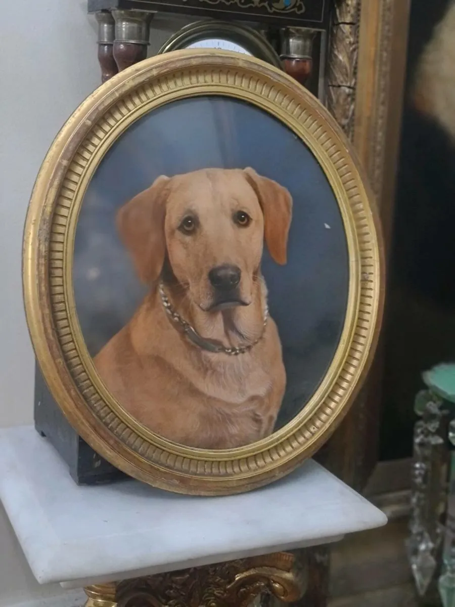 Portrait Labrador picture - Image 3
