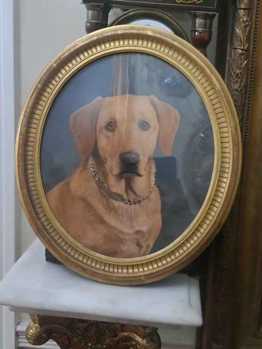 Portrait Labrador picture - Image 4