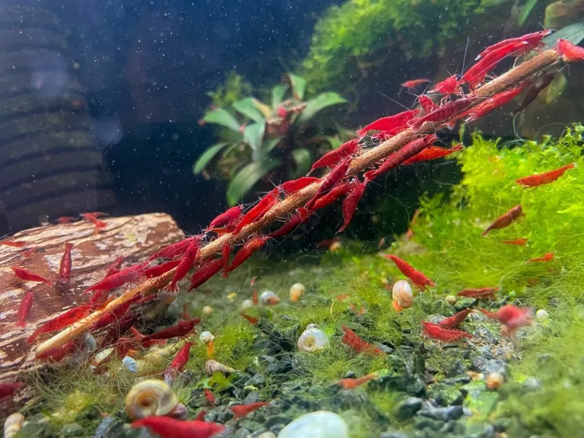 Neocaridina Shrimp Bloody Mary - Image 2