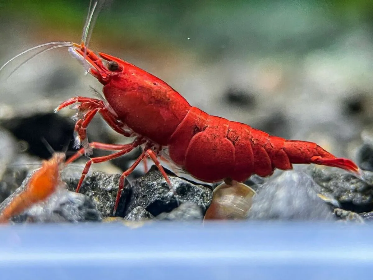 Neocaridina Shrimp Bloody Mary - Image 1