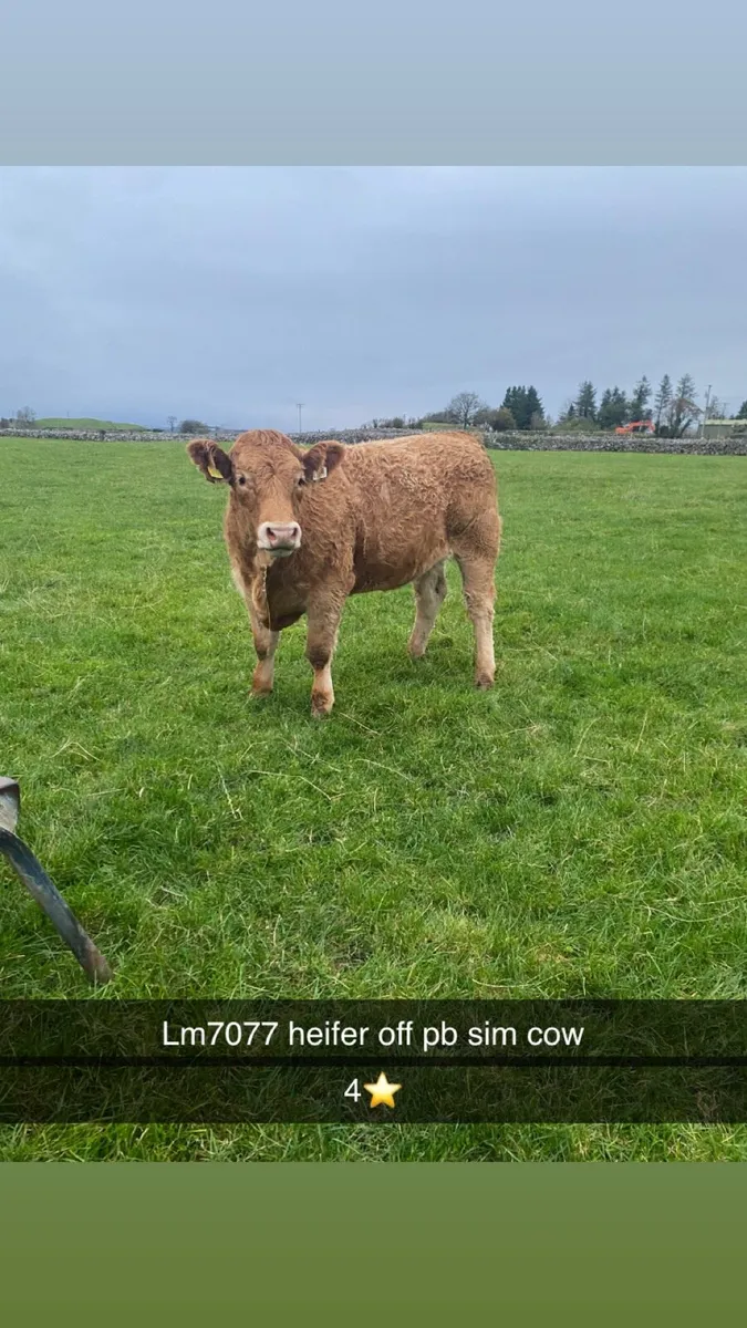 Heifers - Image 1