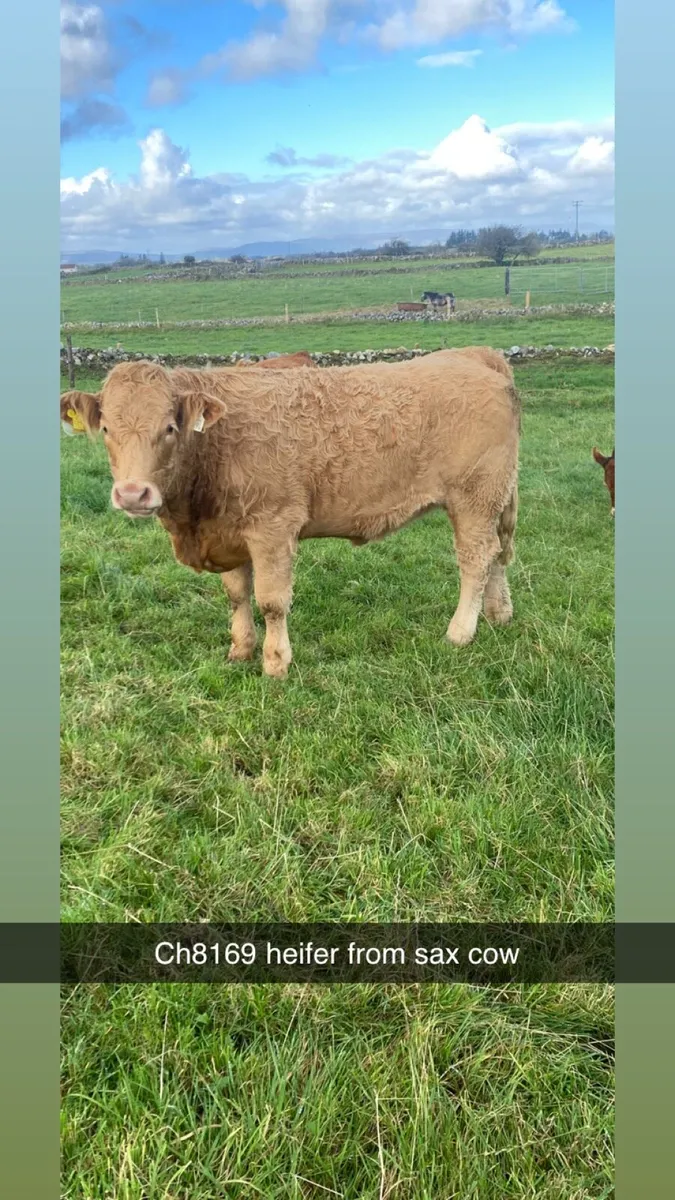 Heifers - Image 2