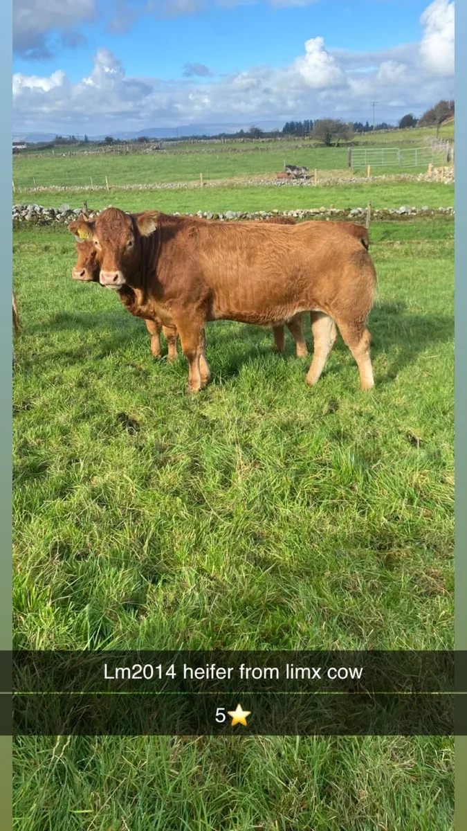 Heifers - Image 3