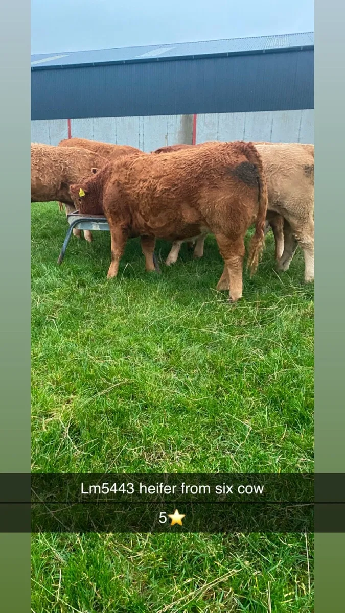 Heifers - Image 4