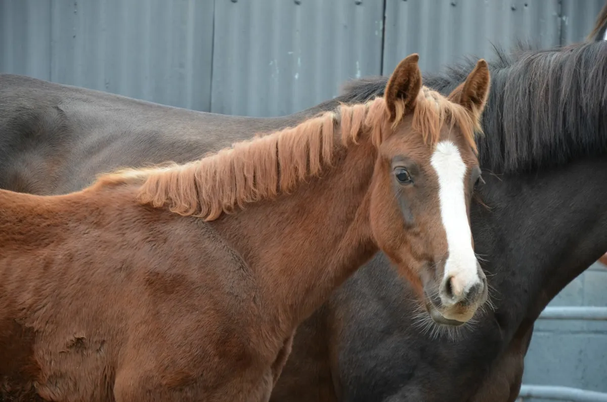 Contagio Z colt out of proven Quality Time dam - Image 3