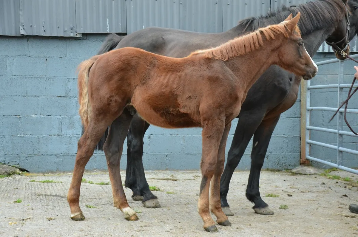 Contagio Z colt out of proven Quality Time dam - Image 4