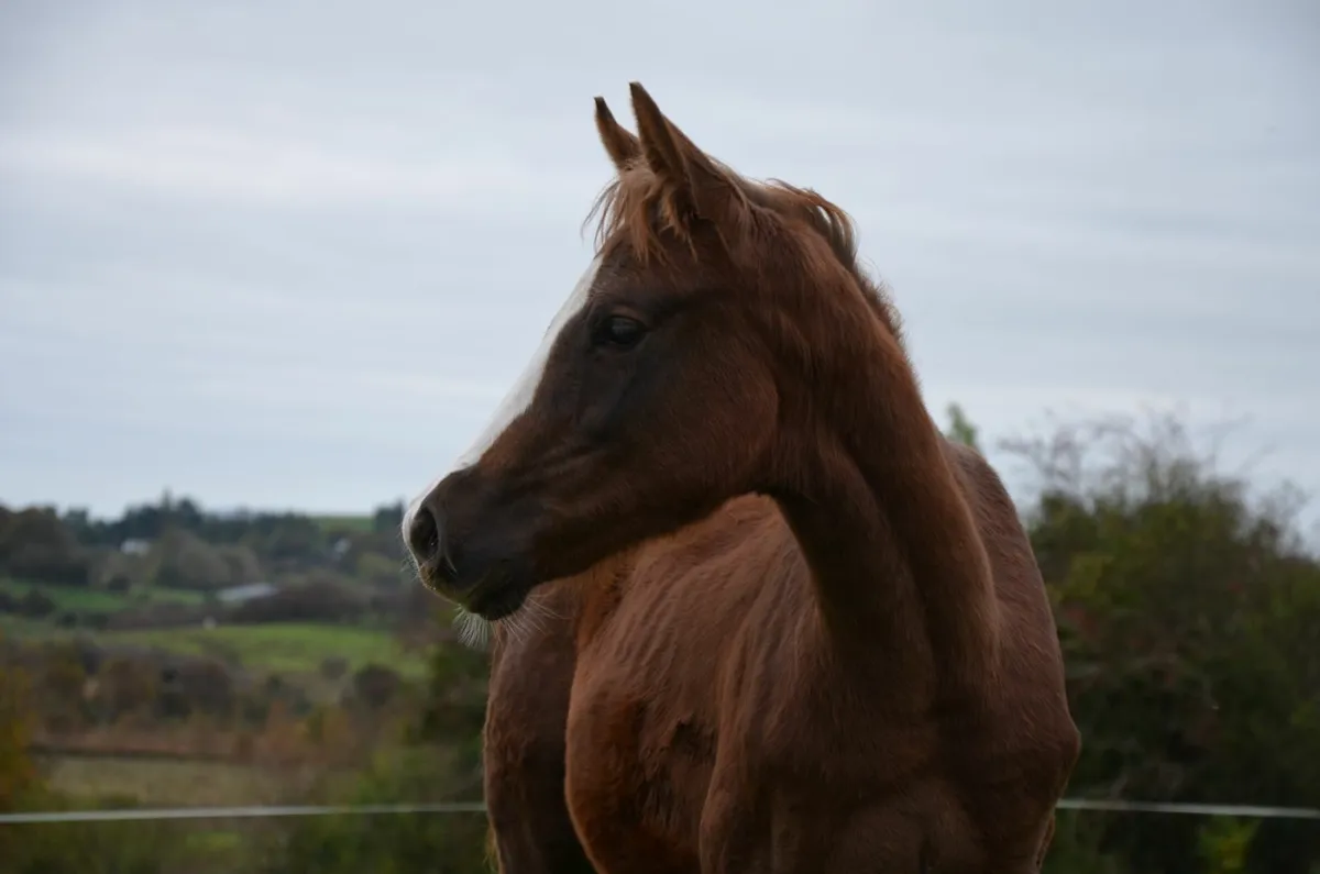 Contagio Z colt out of proven Quality Time dam - Image 1