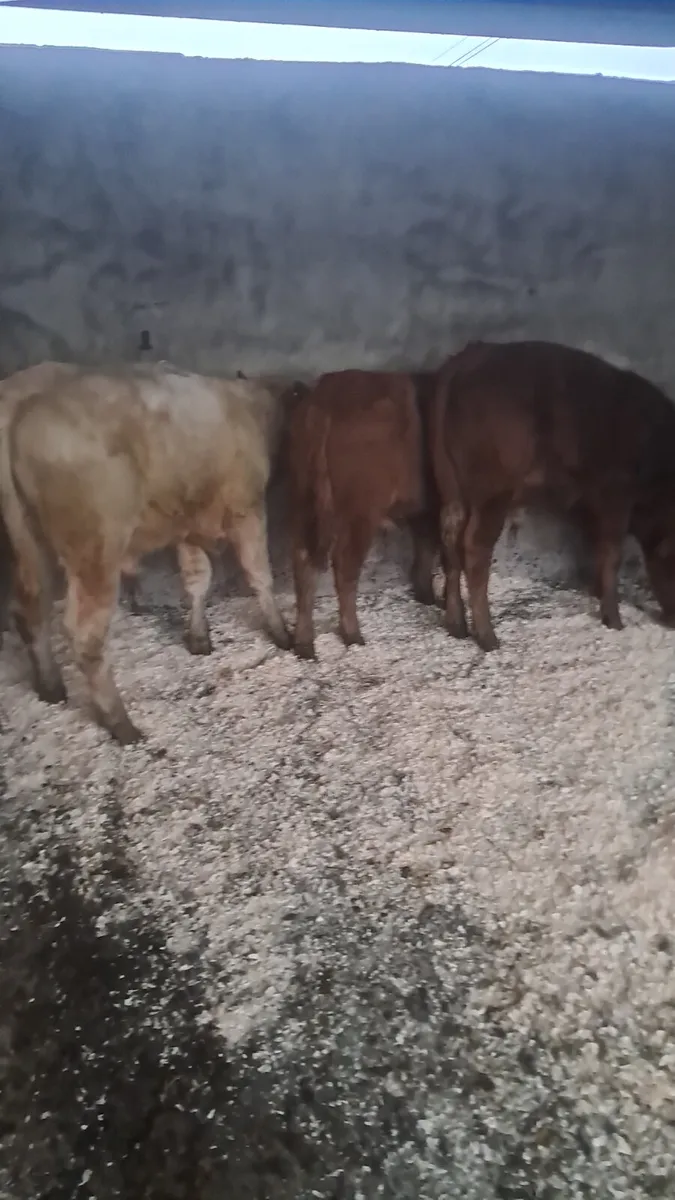 Limision bulls - Image 2