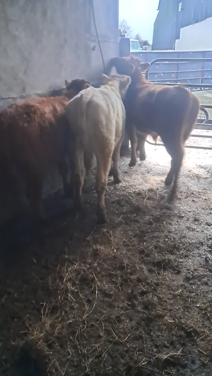 Limision bulls - Image 4