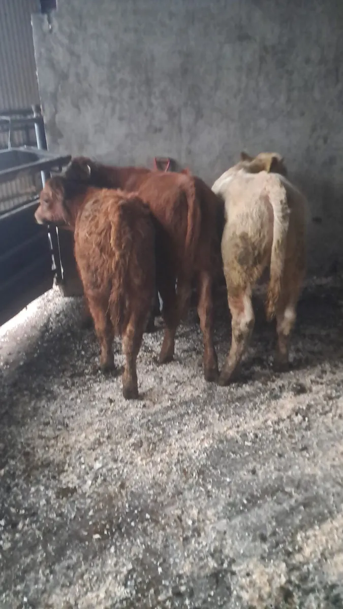 Limision bulls - Image 1