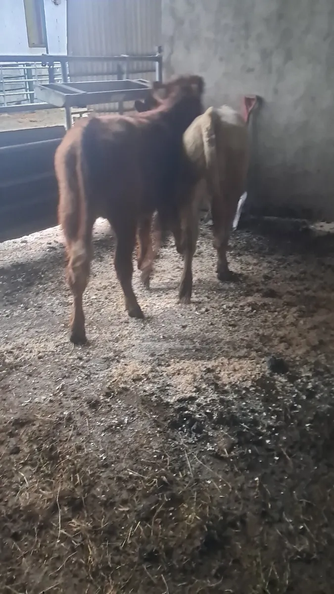 Limision bulls - Image 3